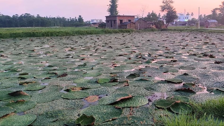 Organic Makhana Farming